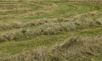 Weide gras beschikbaar voor biedingen