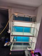 Kweek aquarium, Animaux & Accessoires, Poissons | Aquariums & Accessoires, Enlèvement