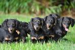 Langharige Teckel pups te koop, 15 weken tot 1 jaar, Buitenland, CDV (hondenziekte), Dwerg