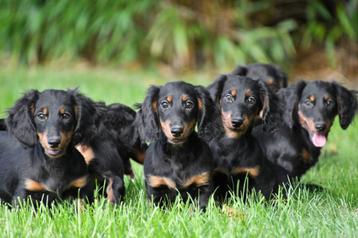 Langharige Teckel pups te koop beschikbaar voor biedingen