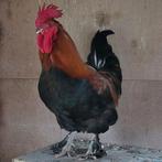Zeer mooie en lieve Marans haan, Mannelijk, Kip