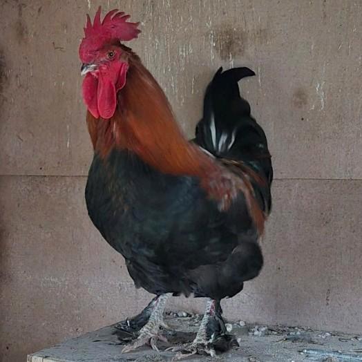 Zeer mooie en lieve Marans haan, Dieren en Toebehoren, Pluimvee, Kip, Mannelijk