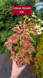 Coleus, Ophalen of Verzenden