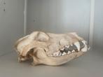 Crâne de chien, Collections, Collections Animaux, Enlèvement, Chien ou Chat, Crâne