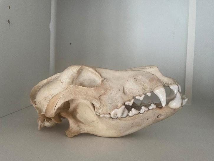 Crâne de chien, Collections, Collections Animaux, Crâne, Chien ou Chat, Enlèvement