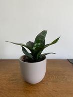 Plantjes Sanseveria, Huis en Inrichting, Ophalen, Overige soorten, Halfschaduw, Minder dan 100 cm