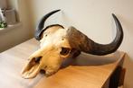 Taxidermie schedel kaapse Buffel, Ophalen, Gebruikt, Wild dier, Schedel