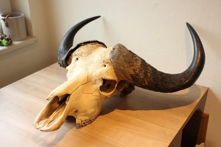 Taxidermie schedel kaapse Buffel, Verzamelen, Dierenverzamelingen, Gebruikt, Schedel, Wild dier, Ophalen