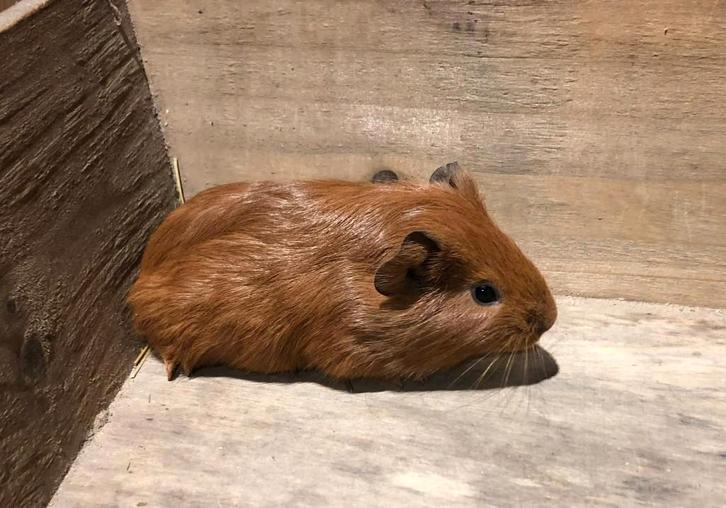 cobayes, Animaux & Accessoires, Rongeurs, Plusieurs animaux, Cobaye, Décembre, Domestique