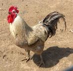 Broedeieren zeldzame kippenras Silverurdds Bla, groenlegger, Poule ou poulet