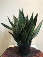 Kamerplant  Sansevieria vrouwentong, Overige soorten, In pot, Minder dan 100 cm, Groene kamerplant