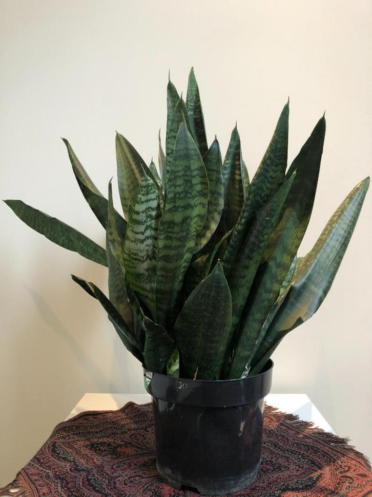 Kamerplant  Sansevieria vrouwentong, Huis en Inrichting, Kamerplanten, Overige soorten, Minder dan 100 cm, Groene kamerplant, Halfschaduw
