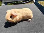 Mooie jonge cavia beertje (man), Dieren en Toebehoren, Knaagdieren, Cavia