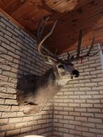 2 têtes de cerf, Enlèvement, Comme neuf