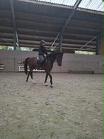 Verschillende jonge paarden, fokmerrie te koop, Dieren en Toebehoren, Springpaard, Gechipt, Niet van toepassing, 3 tot 6 jaar