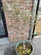 2 olijfbomen, Jardin & Terrasse, Plantes | Arbres, En pot, Enlèvement ou Envoi