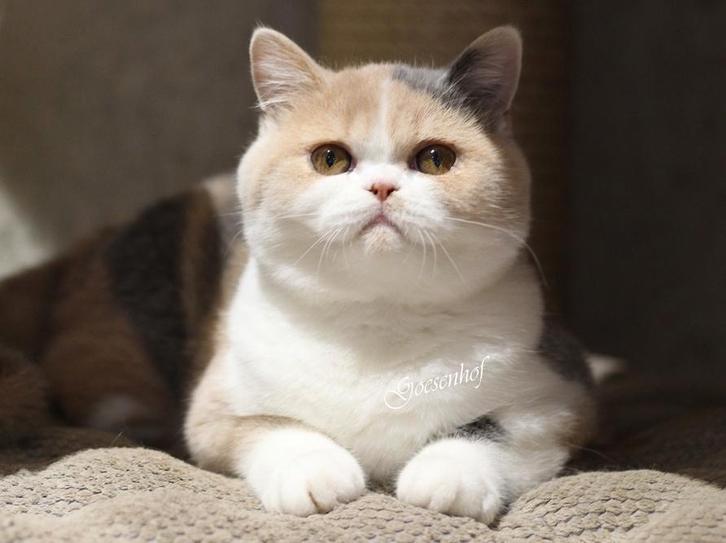 tricolor brits korthaar poesje Zappa Zoe, Dieren en Toebehoren, Katten en Kittens | Raskatten | Korthaar, Poes, 0 tot 2 jaar, Met stamboom