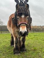 6-jarige Ardense merrie (gedekt), Dieren en Toebehoren, Paarden, Merrie