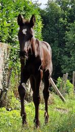Spoedverkoop sportveulen, Dieren en Toebehoren, Paarden, Springpaard, Gechipt, 0 tot 2 jaar, Hengst