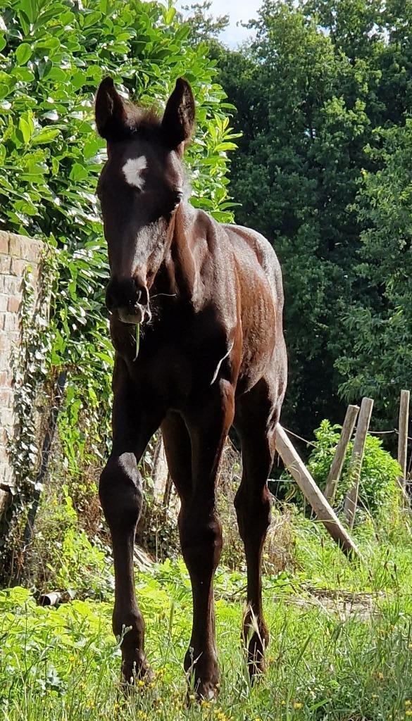 Spoedverkoop sportveulen, Dieren en Toebehoren, Paarden, Hengst, Onbeleerd, 165 tot 170 cm, 0 tot 2 jaar, Springpaard, Met stamboom