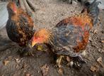Brahma goudpatrijs hanen, Dieren en Toebehoren, Pluimvee