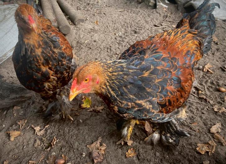 Brahma goudpatrijs hanen, Dieren en Toebehoren, Pluimvee