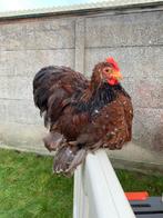 Cochin kriel haan, Dieren en Toebehoren, Pluimvee, Mannelijk, Kip