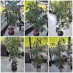 3 grote kamerplanten in pot/ficus/schefflera, Ophalen, 100 tot 150 cm, Halfschaduw, In pot