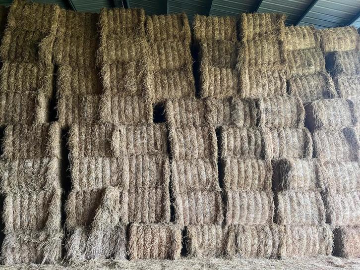 Foin de prairie, Animaux & Accessoires, Nourriture pour Animaux, Bétail, Enlèvement