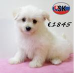 Witte Pomapoo pups te koop, Dieren en Toebehoren, Honden | Chihuahua's en Gezelschapshonden, 15 weken tot 1 jaar, Buitenland, CDV (hondenziekte)