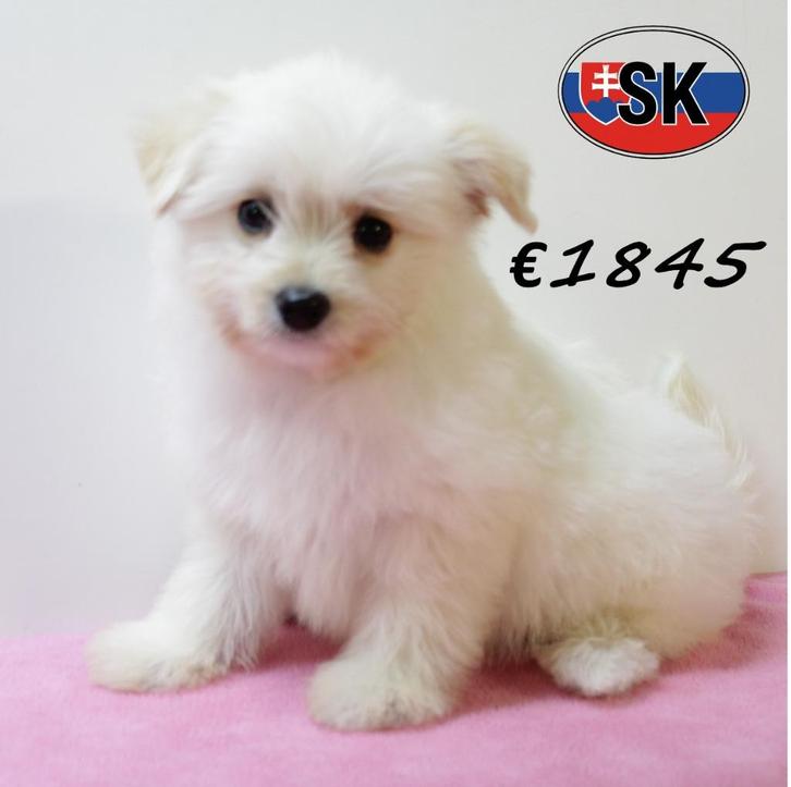 Witte Pomapoo pups te koop, Dieren en Toebehoren, Honden | Chihuahua's en Gezelschapshonden, Meerdere dieren, Overige rassen, Handelaar