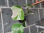 Monstera bonte plant, Huis en Inrichting, Kamerplanten, Ophalen, Halfschaduw, In pot, Minder dan 100 cm