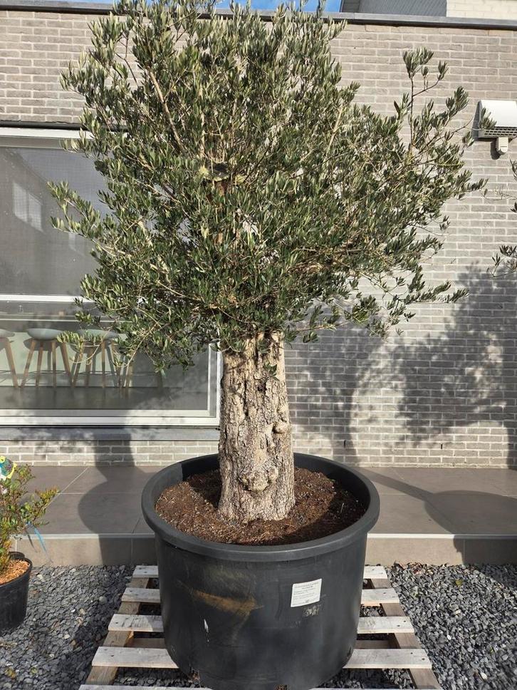 Olijfboom Olea Europaea met oude grillige stam, Tuin en Terras, Planten | Bomen, Olijfboom, Ophalen