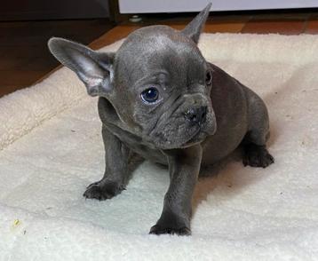 franse bulldog pups,isabella,blauw beschikbaar voor biedingen