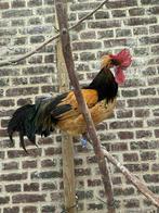 Brabantshoen Haan, Dieren en Toebehoren, Mannelijk, Kip