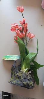 Orchidée reptile porte-bonheur rouge grande 40 cm, Enlèvement ou Envoi, Neuf, Branche, Plante, Roche ou Pierre