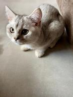 Britse kort-en langharen klaar voor vertrek, Dieren en Toebehoren, Katten en Kittens | Raskatten | Korthaar, Meerdere dieren, Ontwormd