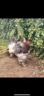 Toom brhama blauw tt dieren, Dieren en Toebehoren, Pluimvee