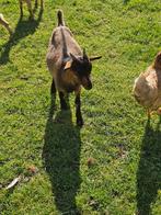 Dwerggeiten blokjes, Dieren en Toebehoren, Schapen, Geiten en Varkens