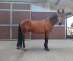 Kwalitatieve 4 jarige ruin  met mooie afstamming, Dieren en Toebehoren, Met stamboom, Springpaard, Ruin, Zadelmak