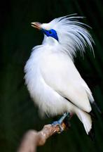 Bali spreeuw  man, Dieren en Toebehoren