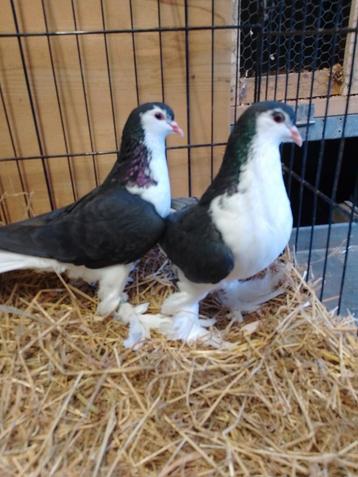 Lahore duiven  beschikbaar voor biedingen