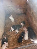 Vleeskonijnen, Dieren en Toebehoren, Konijnen, Meerdere dieren, Groot, 0 tot 2 jaar