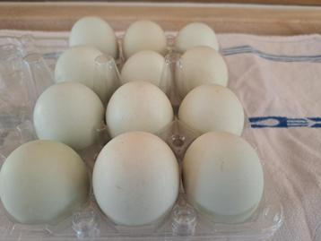 Broedeieren Cream Legbar beschikbaar voor biedingen