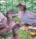 Canards d'ornement, Animaux & Accessoires, Plusieurs animaux, Oiseau chanteur sauvage, Domestique