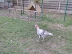 Jonge kalkoen haan, Dieren en Toebehoren, Kalkoen