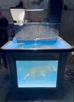 Koi quarantaine bak, Dieren en Toebehoren, Vissen | Vijvervissen, Karper of Koi