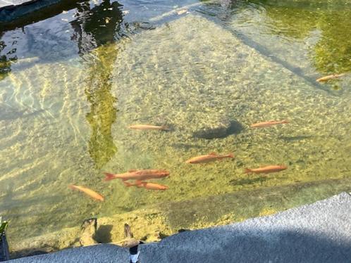 vissen goudwindes, Dieren en Toebehoren, Vissen | Vijvervissen, Baars of Goudwinde