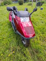 Honda scooter, 1 cylindre, 12 à 35 kW, Scooter, Particulier