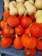 Bio Hokkaido pompoenen 12 stuks 10€, Ophalen